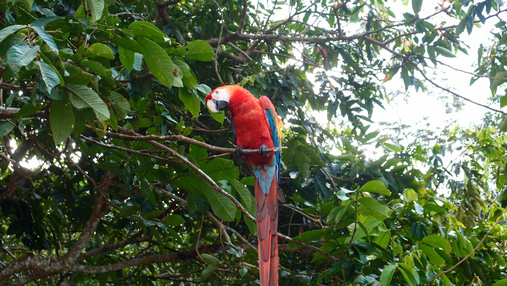 Eldoradonews plonge dans les méandres de l'Amazonie