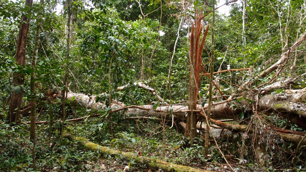 Eldoradonews plonge dans les méandres de l'Amazonie