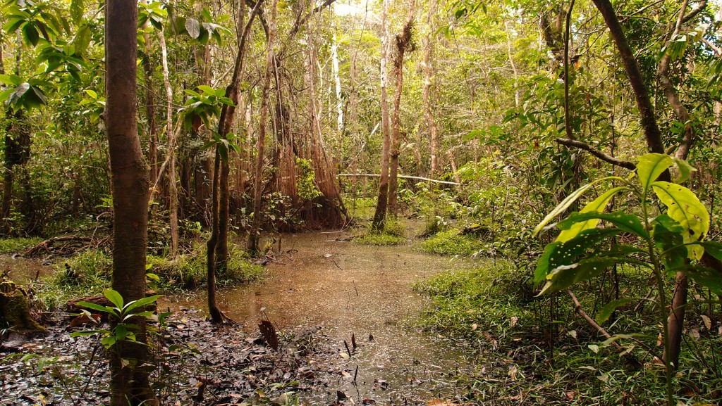 Eldoradonews plonge dans les méandres de l'Amazonie