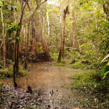 Amazonie, enclave primitive majestueuse