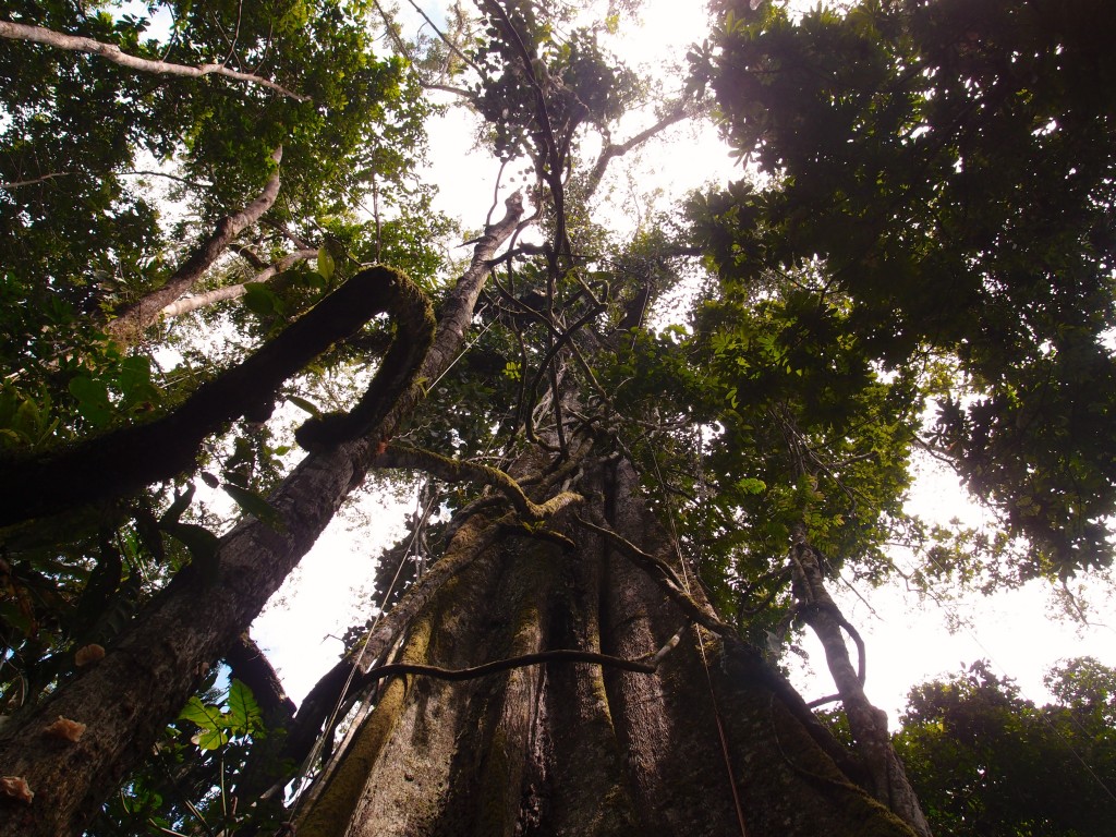 Eldoradonews plonge dans les méandres de l'Amazonie