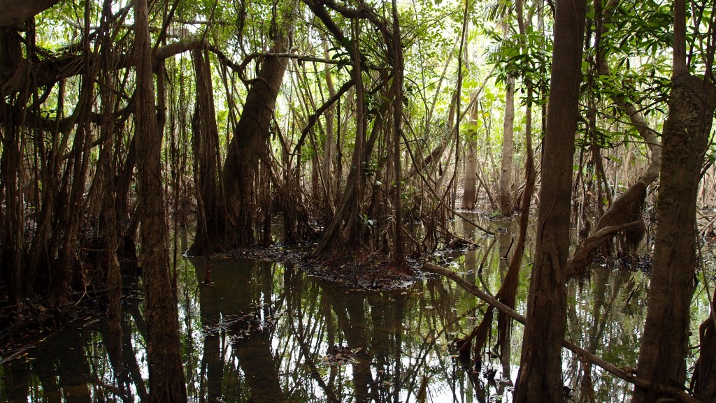 Eldoradonews plonge dans les méandres de l'Amazonie